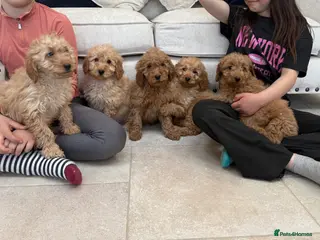 Labradoodle dogs for sale: Stunning miniature multigen labradoodle puppies - Advert 2