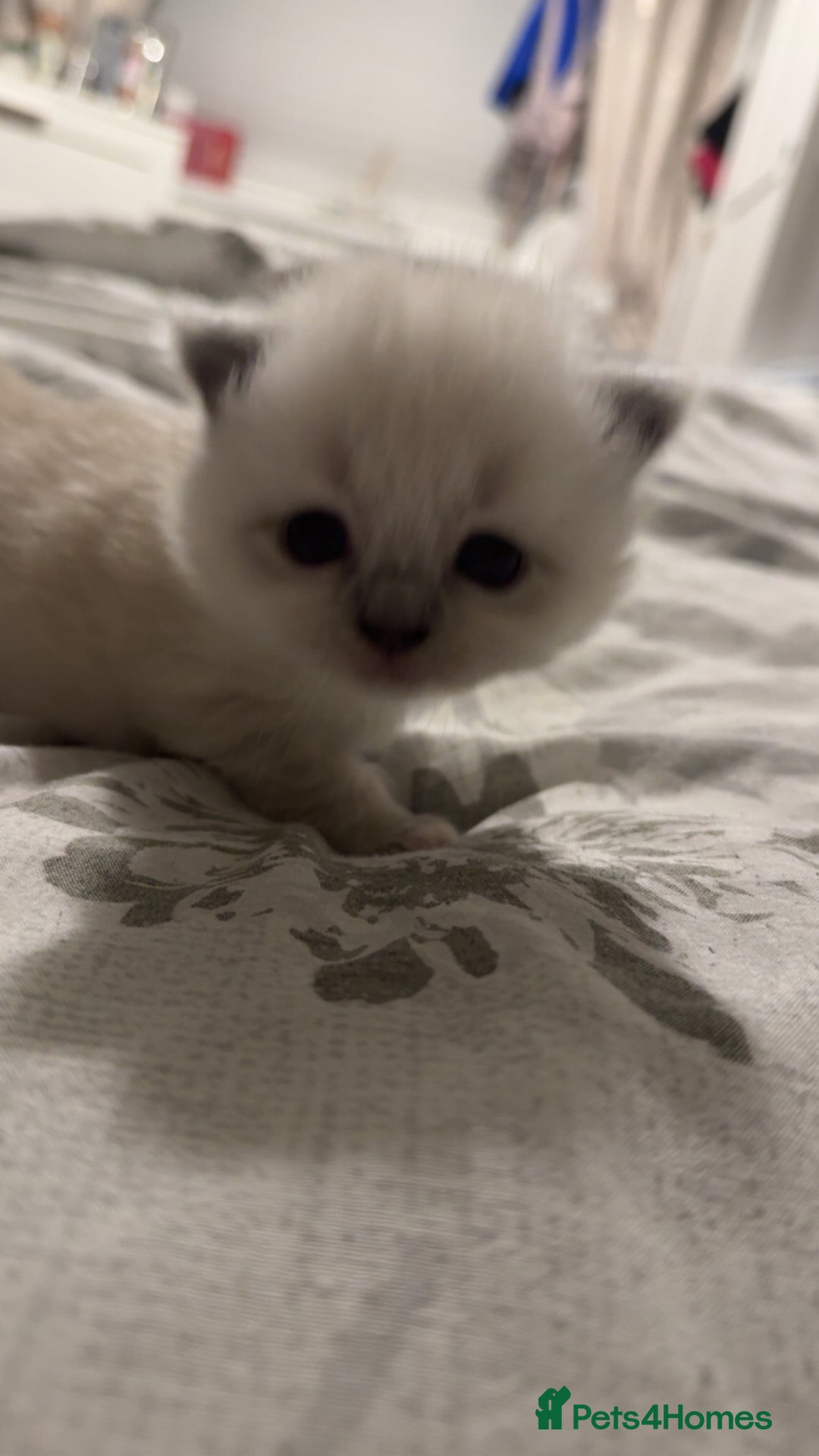 Ragdoll cats for sale: 5 beautiful ragdoll kittens - Advert 15