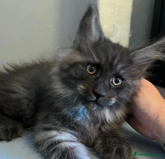 Maine Coon cats Male Stunning xl Maine coon kittens - Advert 1