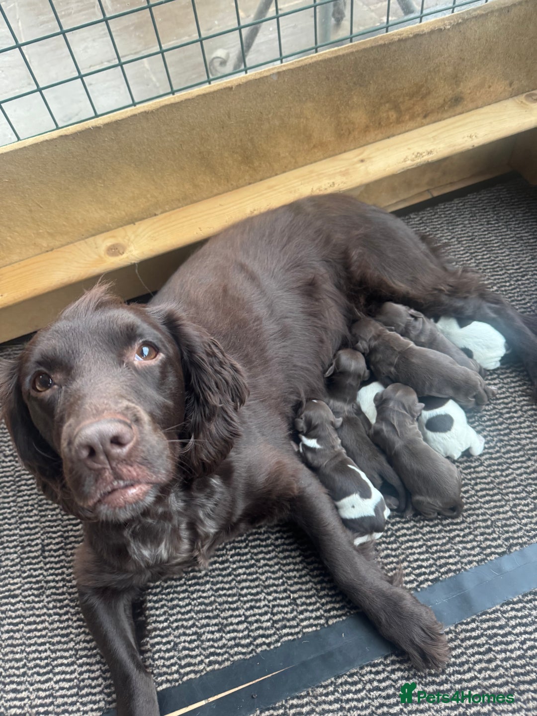 Sprocker dogs for sale: Sprocker puppies for sale - Advert 6