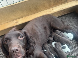 Sprocker dogs Sprocker puppies for sale - Advert 1