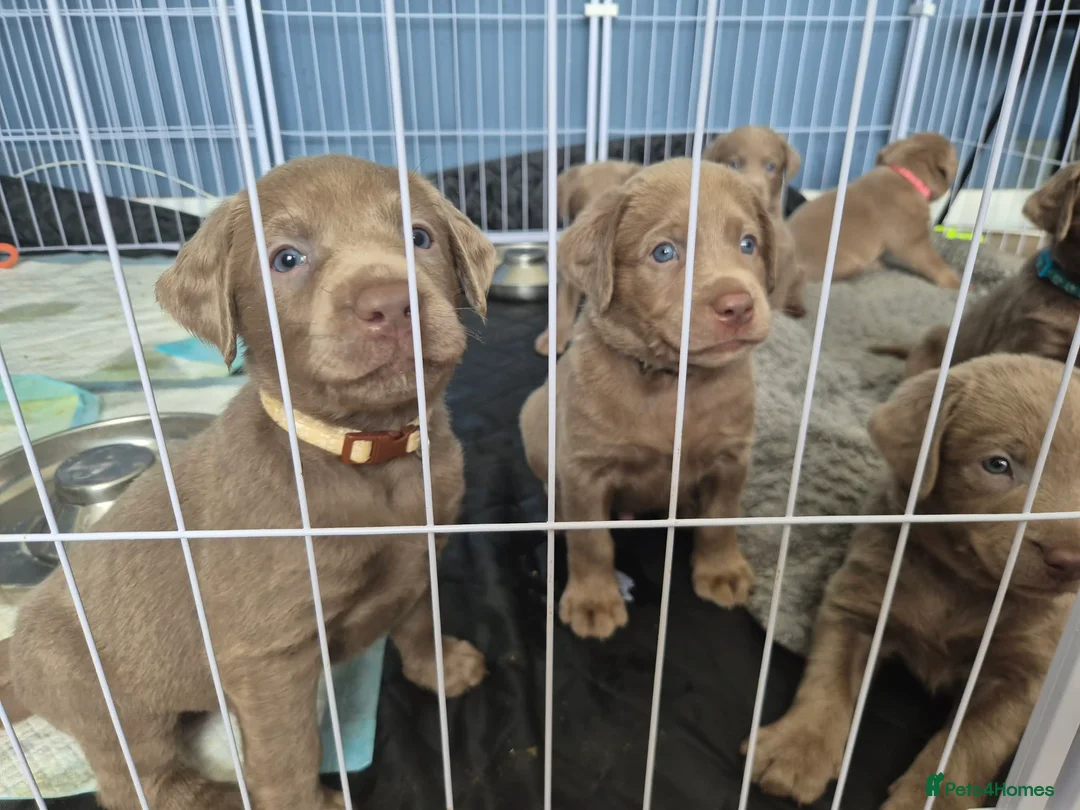 Labrador Retriever dogs for sale: Kc registered silver labrador puppies  in Mansfield - Advert 6