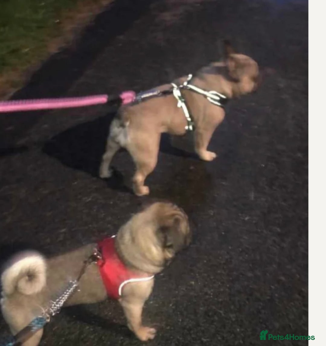 Frug dogs for sale: 4 boys 3 girl frug puppies  - Image 7
