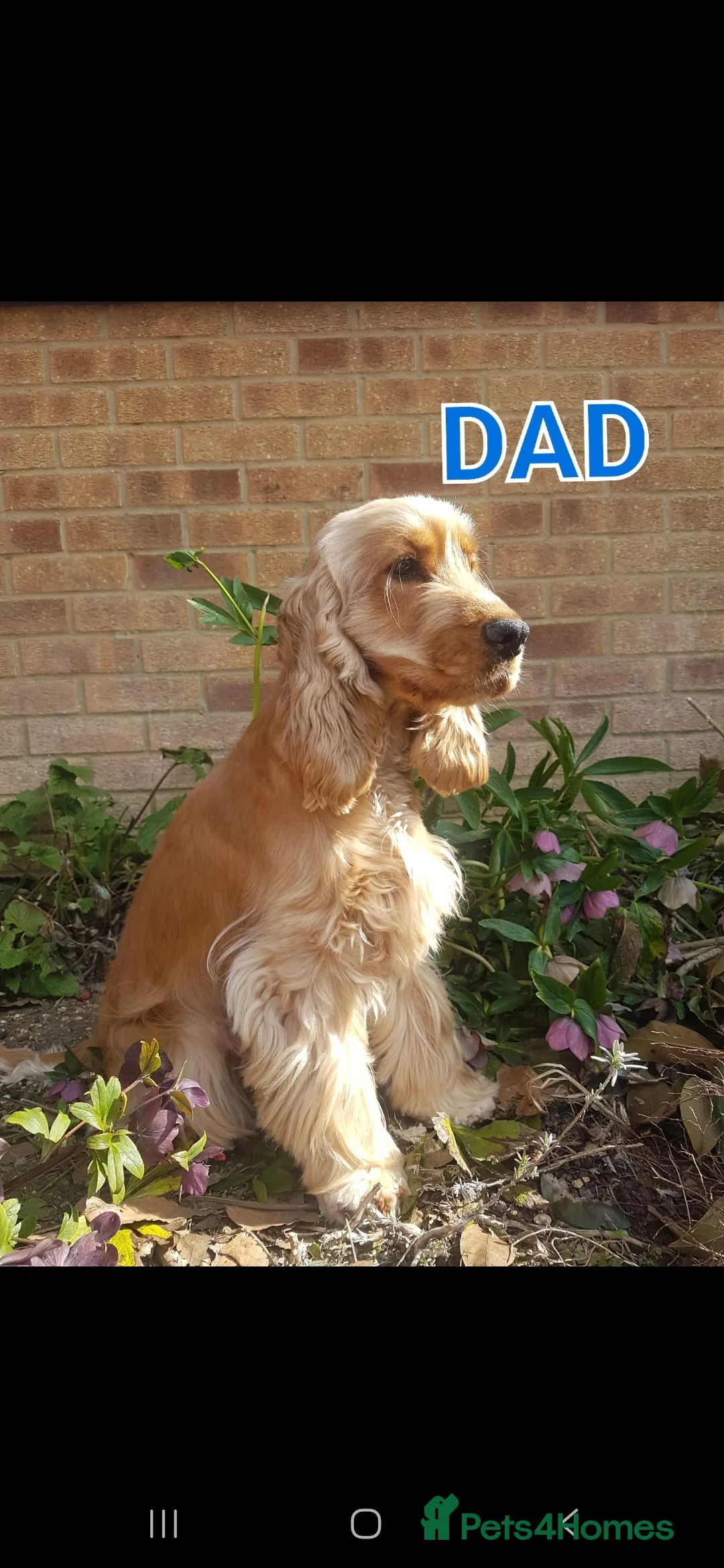 Cocker Spaniel dogs for sale: Superb golden show type cocker spaniel puppies  - Advert 12
