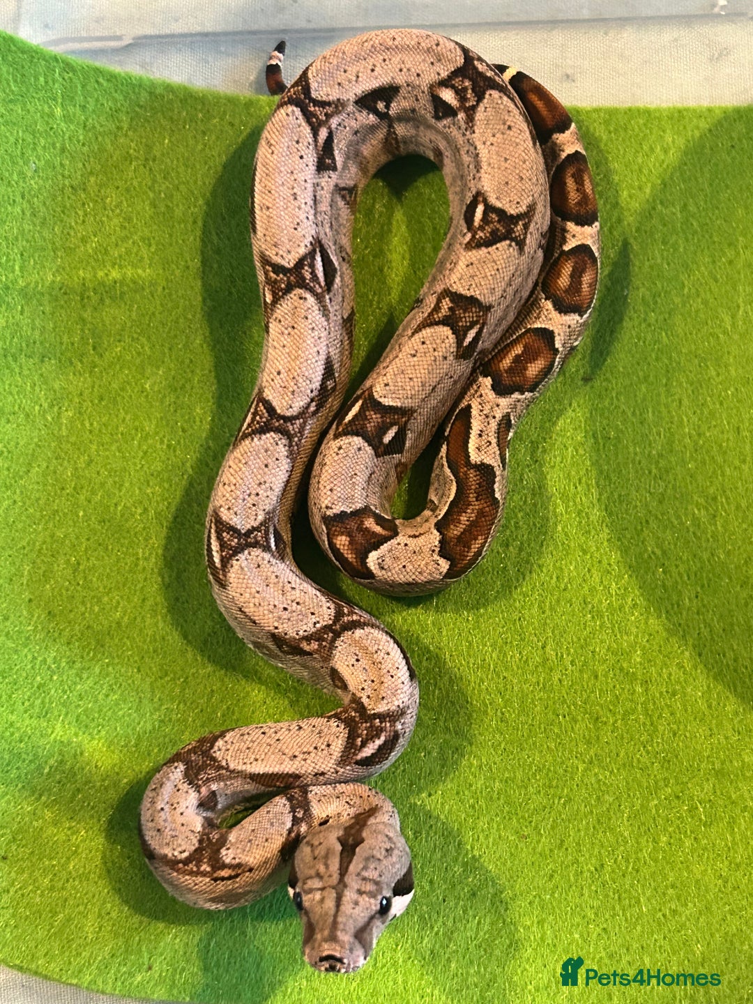 Boa Snake reptiles for sale: 2025 Boa Constrictor Babies in Letchworth Garden City - Image 16