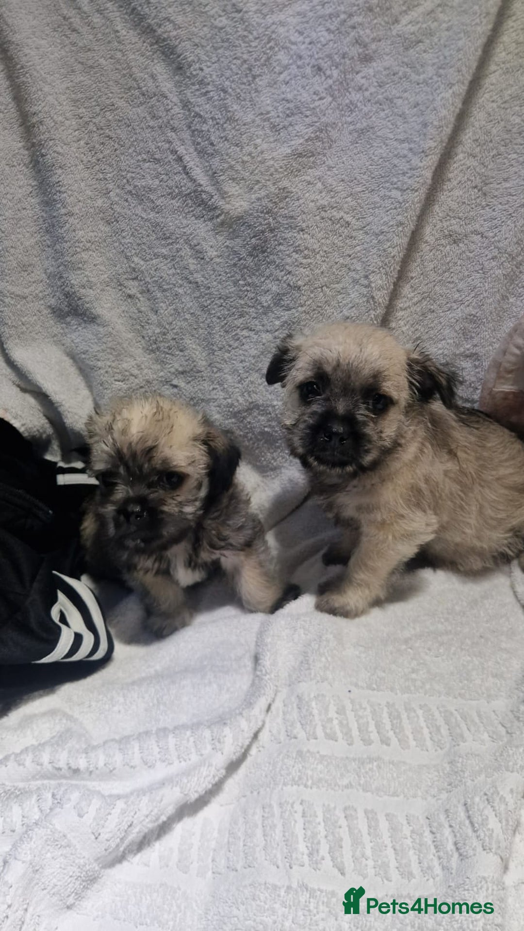 Shih Tzu dogs for sale: Shih tzu puppies  - Advert 4