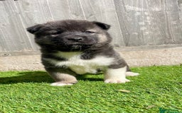 Akita dogs for stud: Chico’s finding LOVE… in Birmingham - Image 11