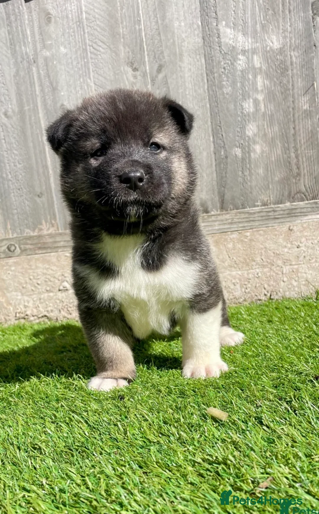 Akita dogs for stud: ***Chico’s finding LOVE… Proven Stud*** - Advert 11