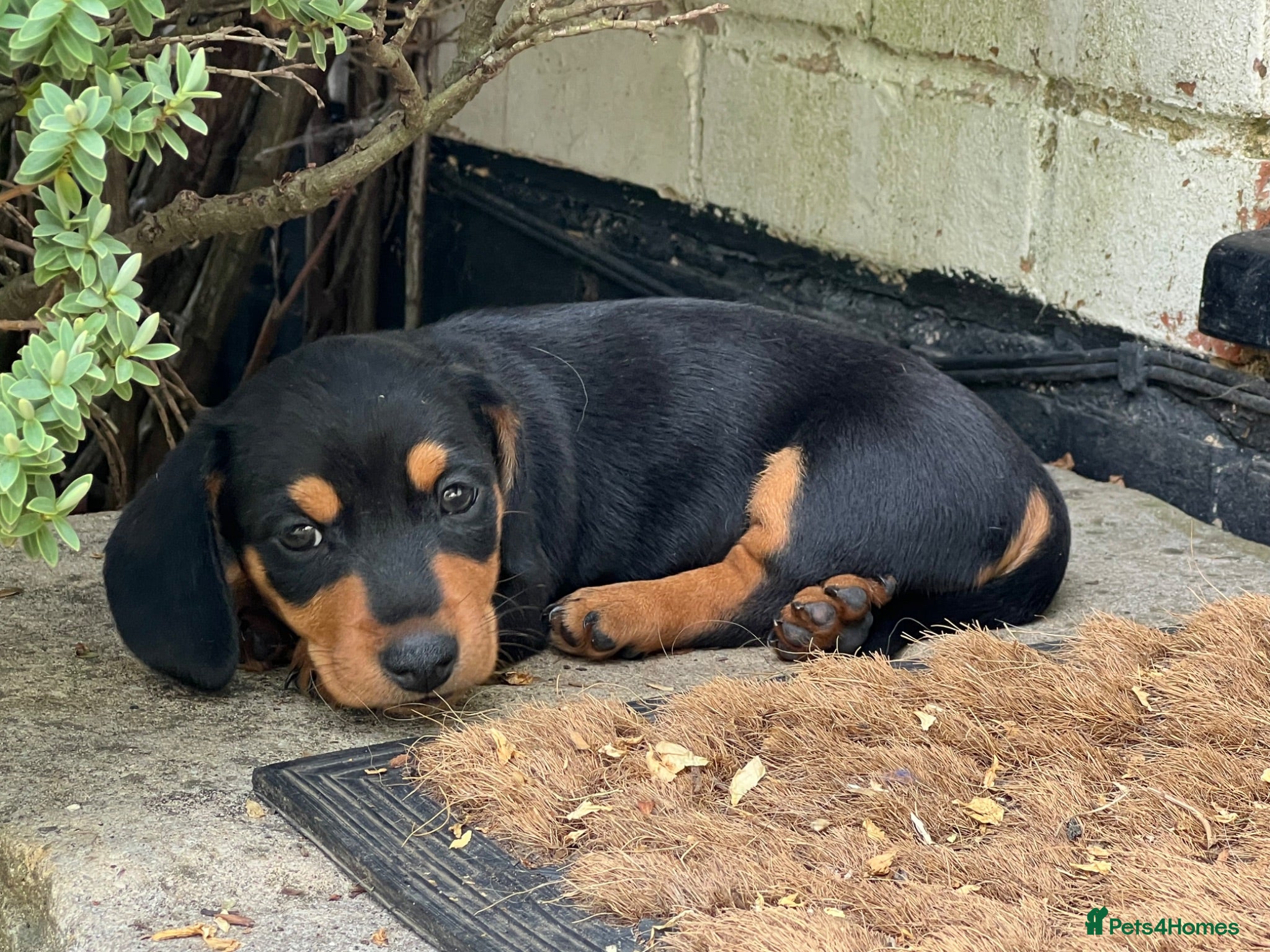 Miniature Dachshund dogs Beautiful miniature dachshund puppies - Advert 7