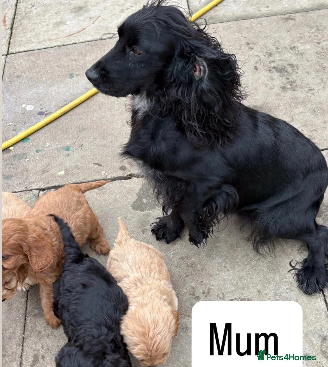 Cockapoo dogs for sale: 3 adorable Cockerpoo puppies  in Leicester - Advert 7