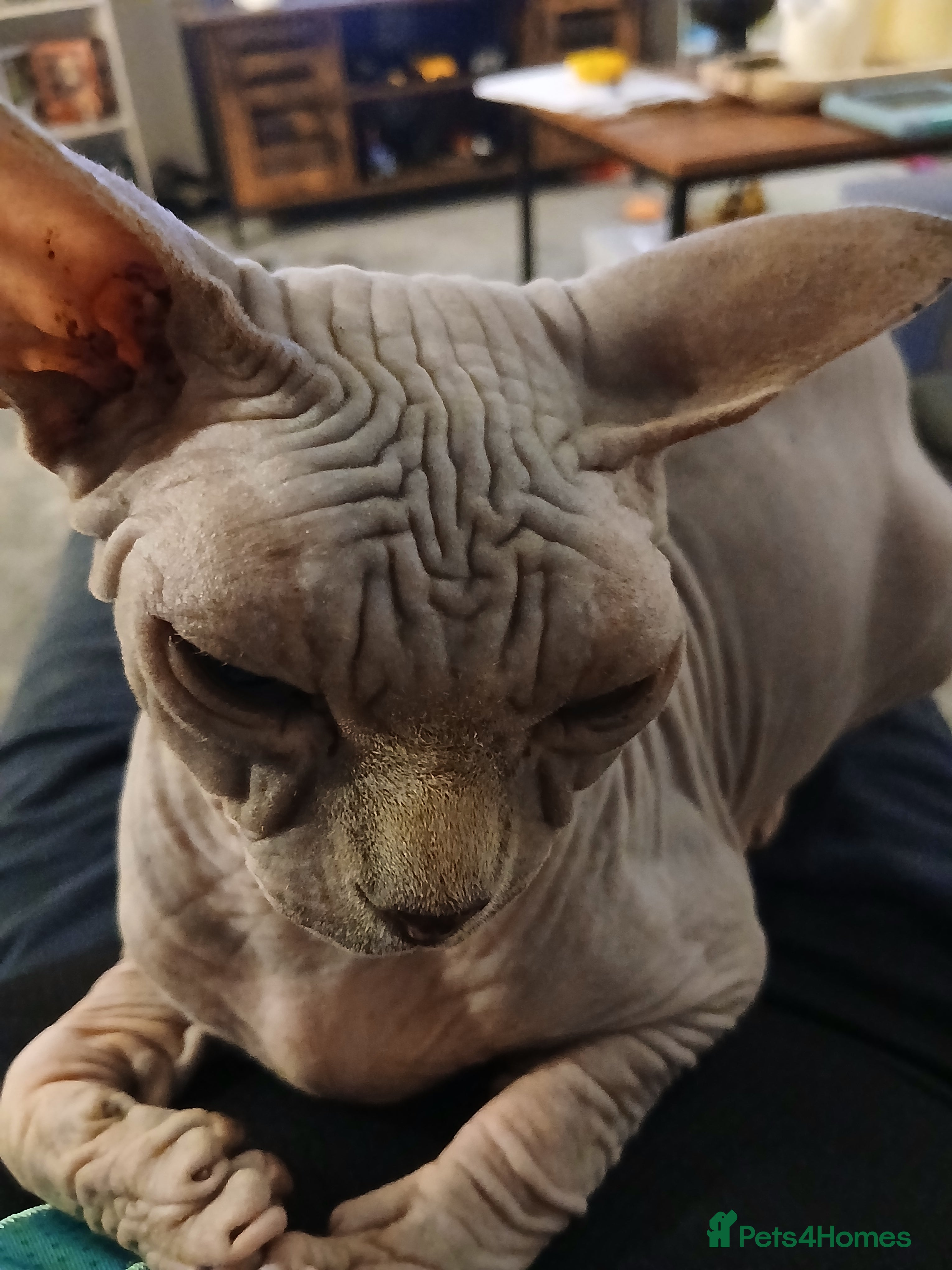 Sphynx cats Sphynx cat for sale  - Advert 8