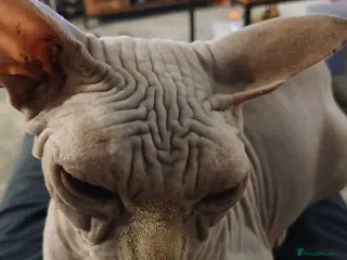 Sphynx cats Sphynx cat for sale - Advert 8