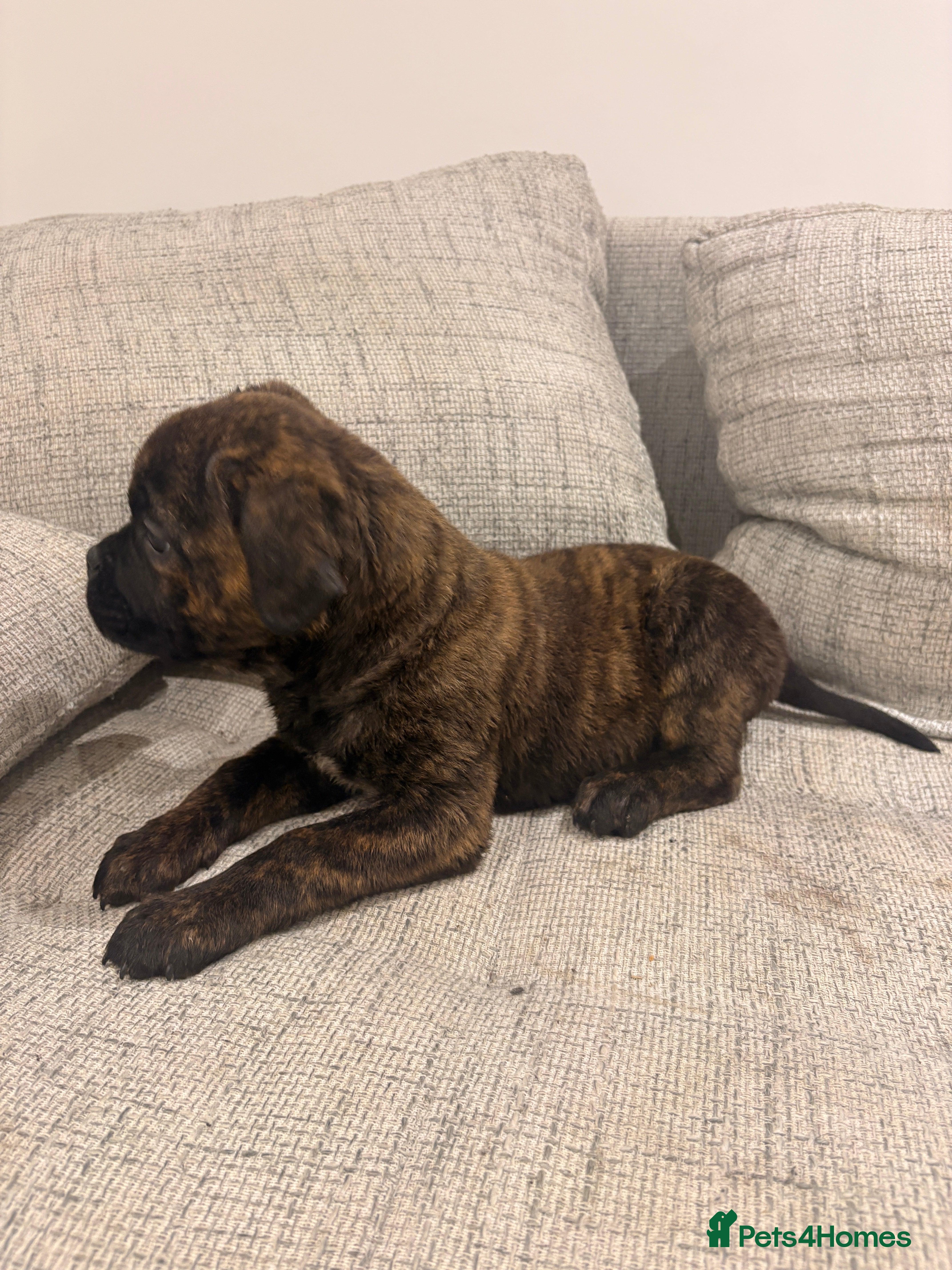 Mixed Breed dogs Puppies for Sale & Ready to go!! - Advert 3