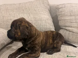 Mixed Breed dogs Puppies for Sale & Ready to go!! - Advert 2