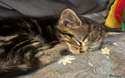 Domestic Shorthair cats for sale: Short hair domestic kittens - Image 3