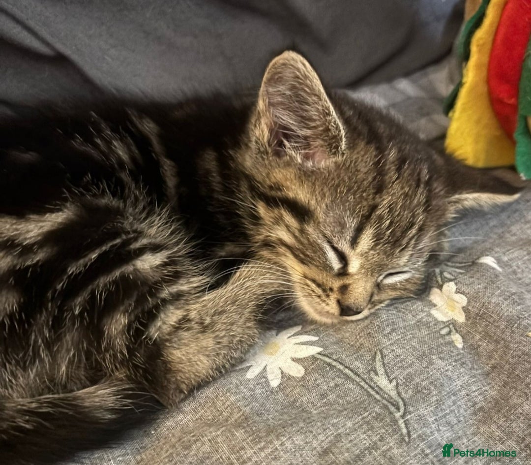 Domestic Shorthair cats for sale: Short hair domestic kittens - Image 3