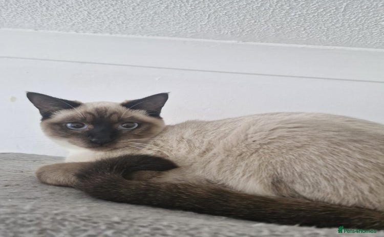 Snowshoe cats Very rare Pedigree Snowshoe kittens ready to go   - Advert 2