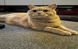 British Shorthair cats for sale: Beautiful BSH Cats Brother and Sister  - Image 14