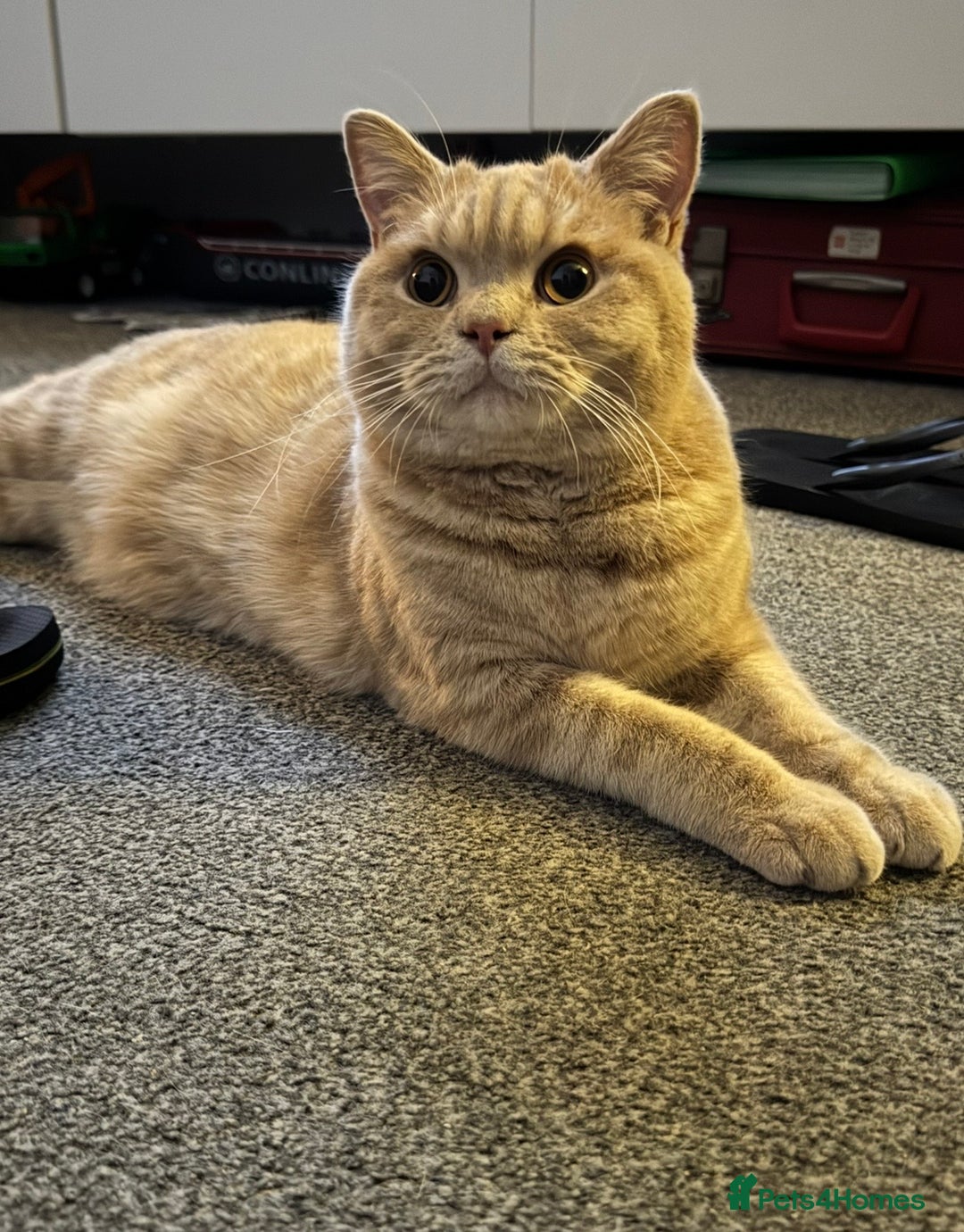 British Shorthair cats for sale: Beautiful BSH Cats Brother and Sister  - Image 14
