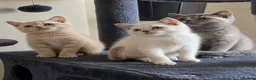 British Shorthair cats for sale: British shorthair kittens ready to leave soon  - Advert 9