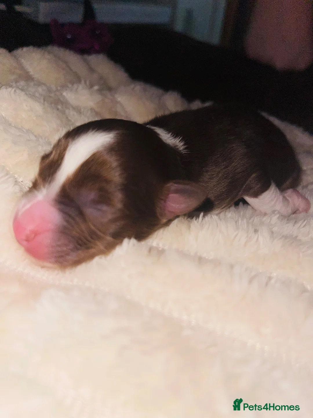 Australian Shepherd dogs for sale: Cute Australian Shepherd puppies♥️ - Advert 22