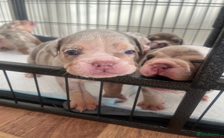 English Bulldog dogs - Advert 12
