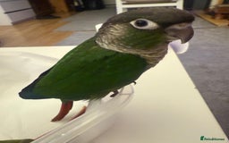 Conures birds for sale: 6 weeks tamed babies conure for sale - Image 1