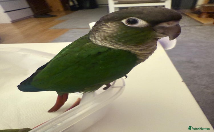 Conures birds - Advert 2