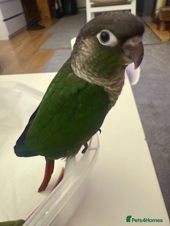 Conures birds - Advert 3