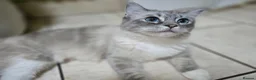 Ragdoll cats for sale: 8 Ragdoll Kittens (some Lynx) - Advert 10