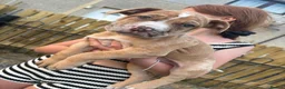 Mixed Breed dogs for sale: North American mastiff X boerboel  - Advert 9