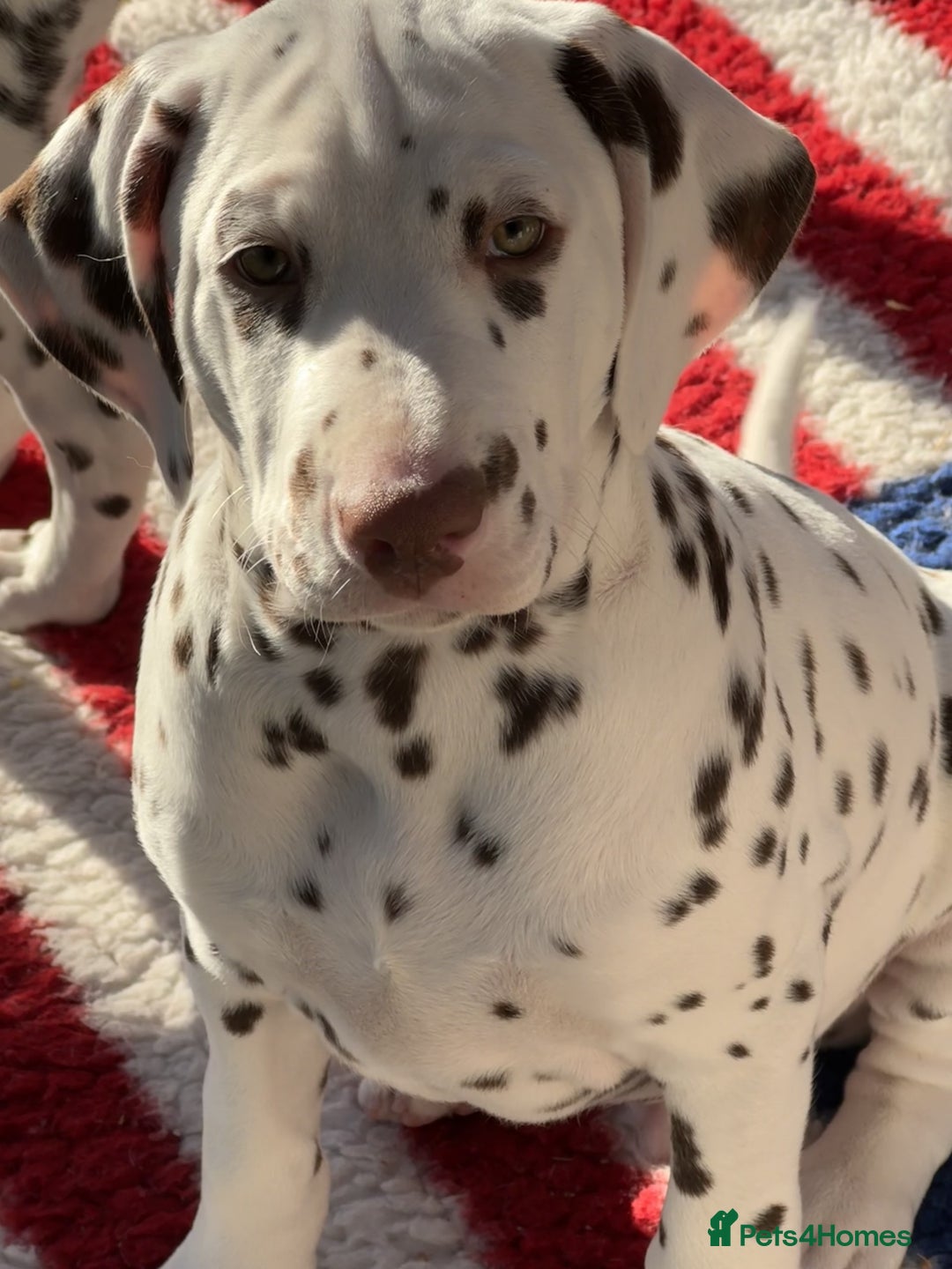 Dalmatian dogs for sale: Tamilanda Dalmatian's - Advert 19
