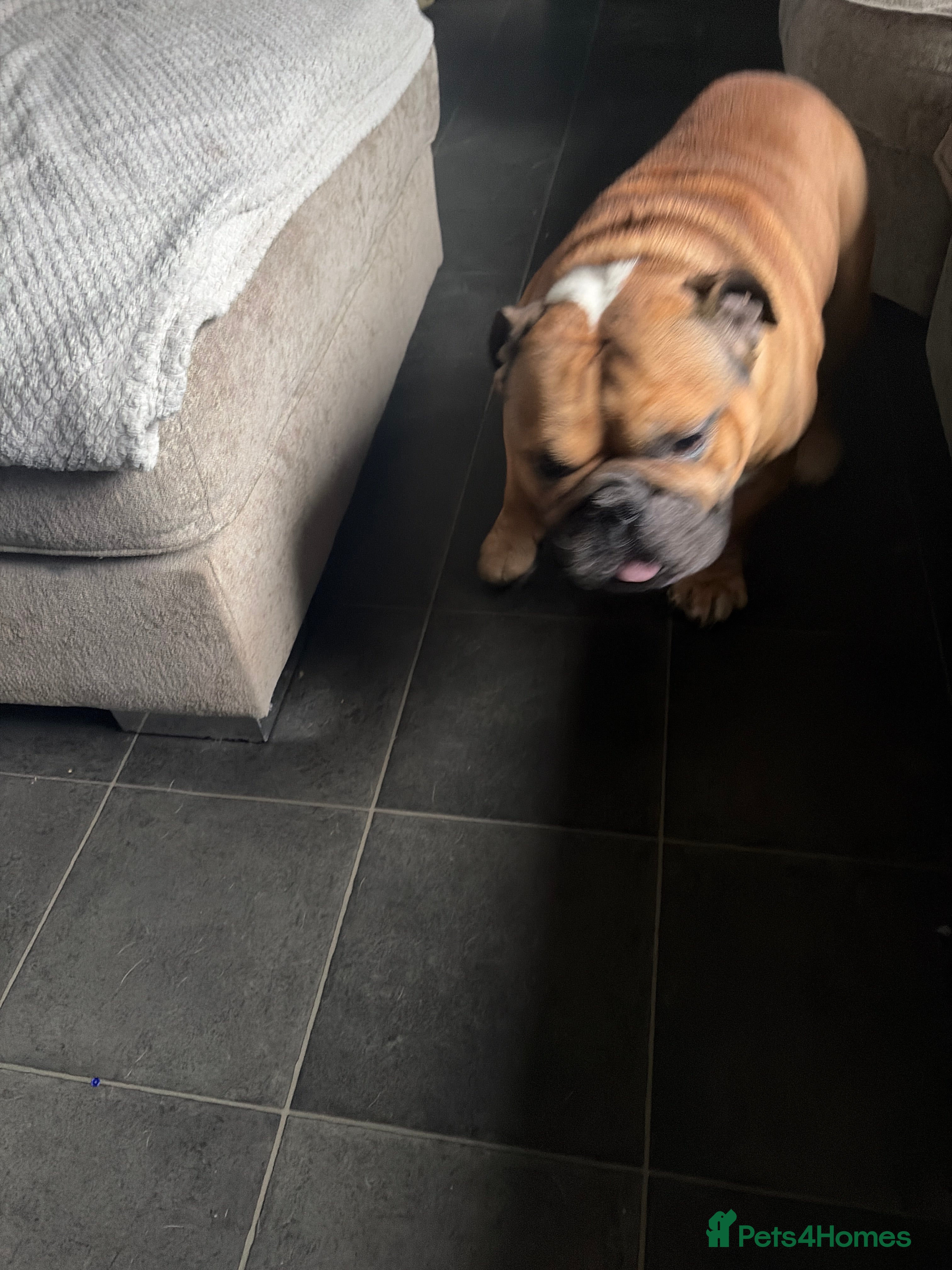 English Bulldog dogs English Bulldog  - Advert 1