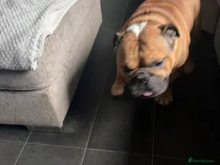 English Bulldog dogs English Bulldog - Advert 1