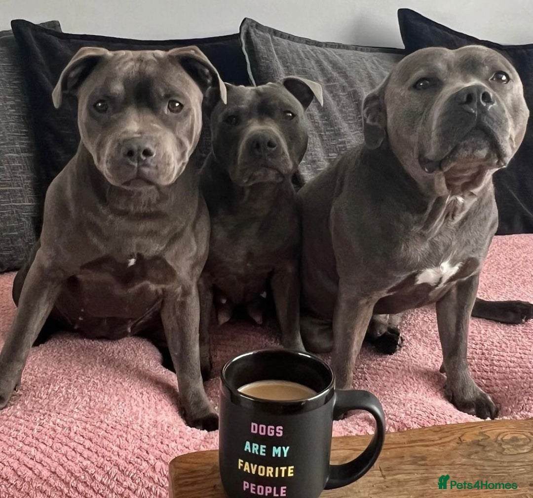 Staffordshire Bull Terrier dogs for sale: Kc blue staffordshire bull terrier puppies - Advert 13