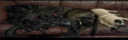 Cane Corso dogs for sale: Cane Corso Puppies - Advert 11