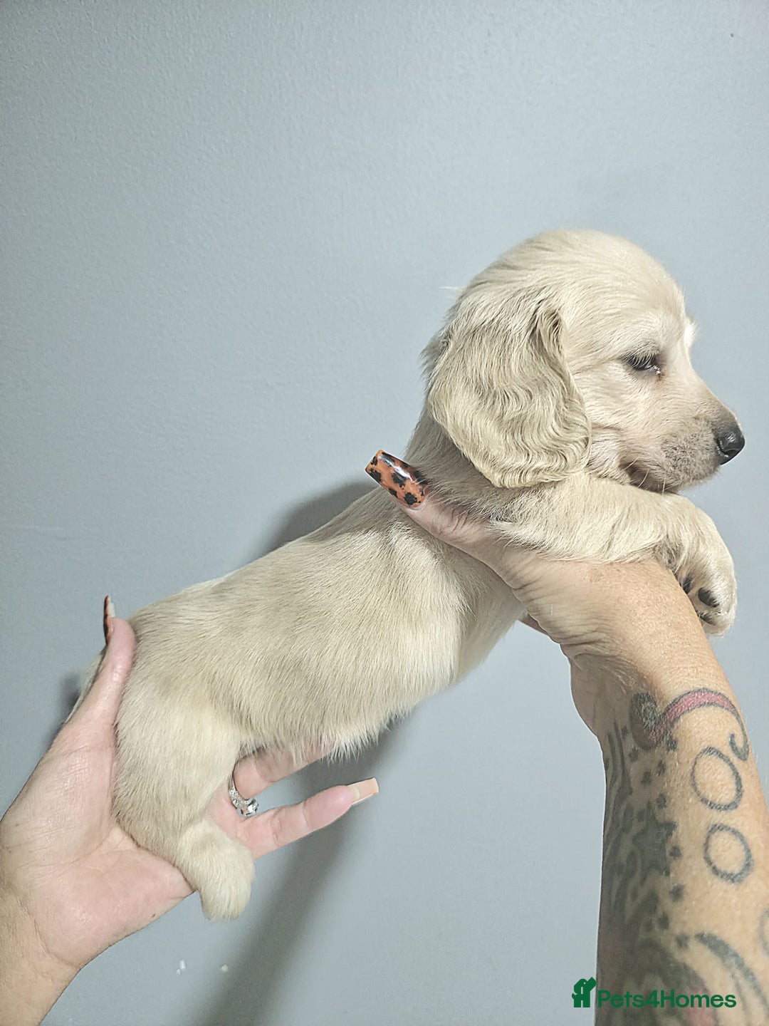 Miniature Dachshund dogs for sale: Longhaired Minature Dachshunds  - Image 4