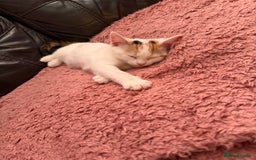 Mixed Breed cats for sale: Beautiful Female Calico Kitten Available - Image 1