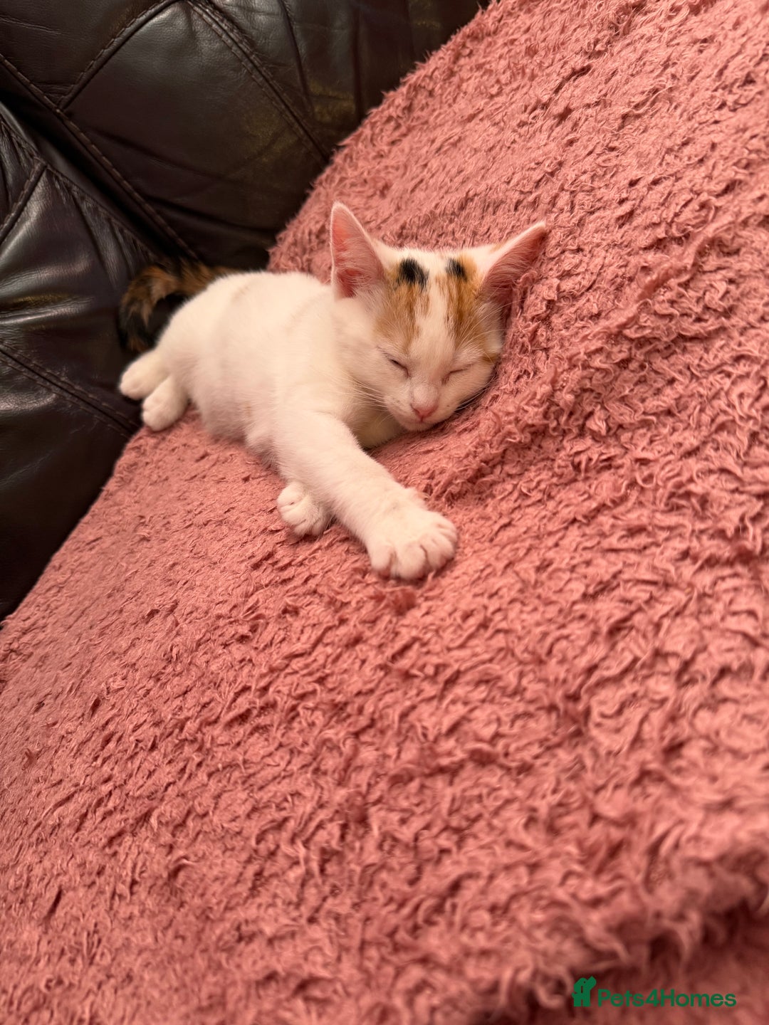 Mixed Breed cats for sale: Beautiful Female Calico Kitten Available - Image 1