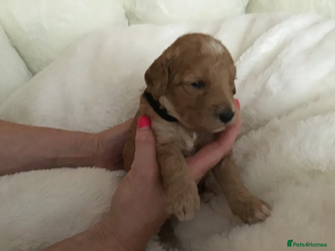 Miniature Poodle dogs for sale: 6 red KC registered poodles  - Advert 18