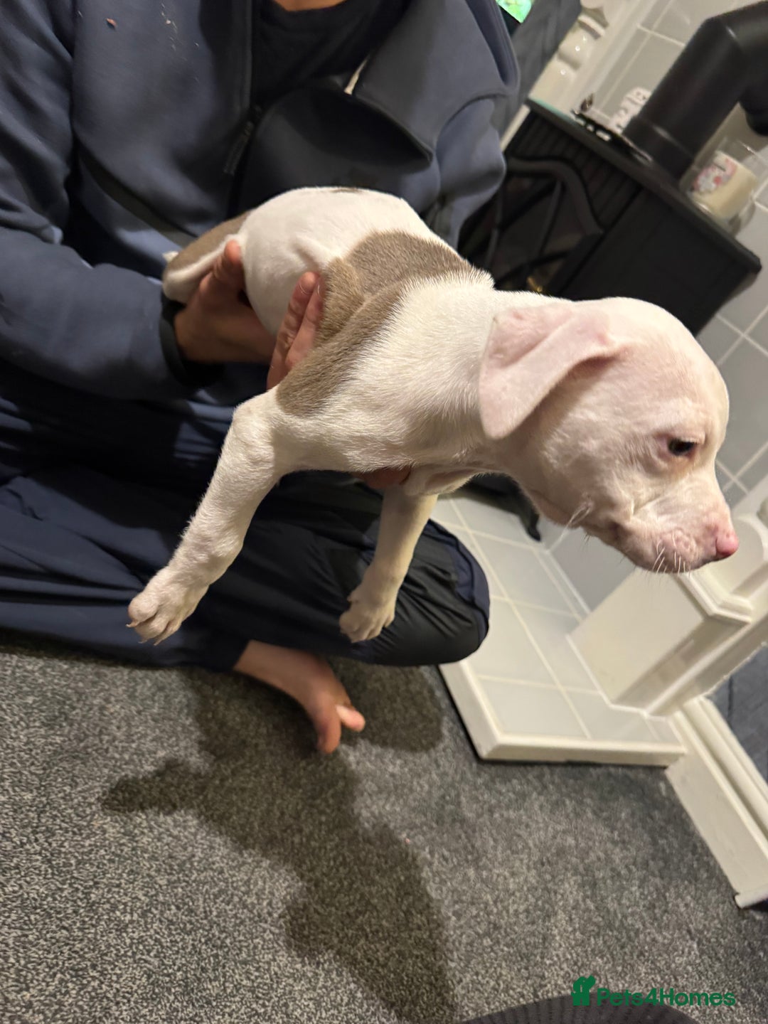 Staffordshire Bull Terrier dogs for sale: Staffy x shar pei pups  - Advert 2