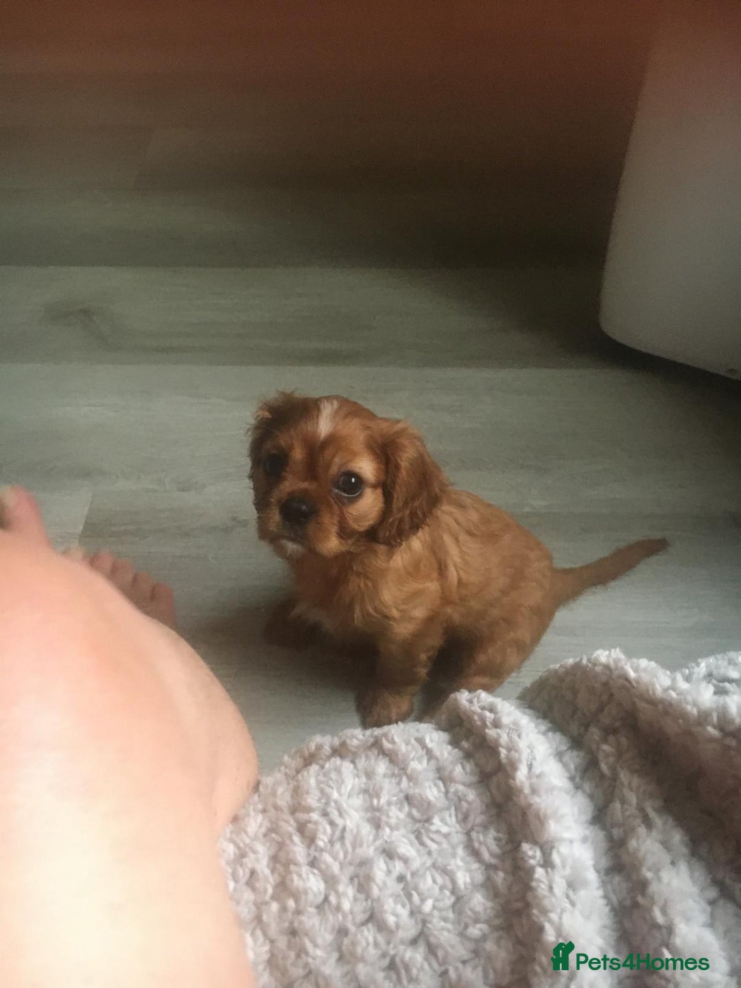 Cavalier King Charles Spaniel dogs for sale: Puppies for sale  - Image 3