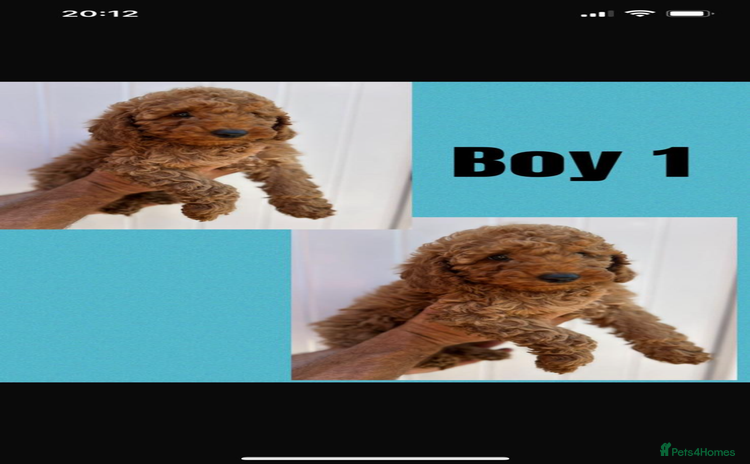 Cockapoo dogs - Advert 15