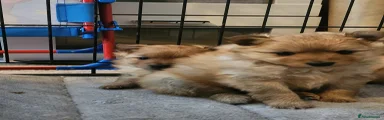 Pomeranian Puppy 3