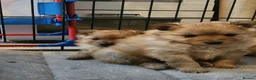 Pomeranian dogs for sale: Tiny teddy bear Pomeranian puppies 3 girls 1 boy in Crieff - Advert 4