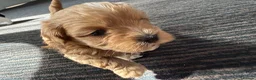 Maltipoo dogs for sale: 🐾💕 ADORABLE MALTIPOO  **   💕🐾 in Oldham - Advert 30