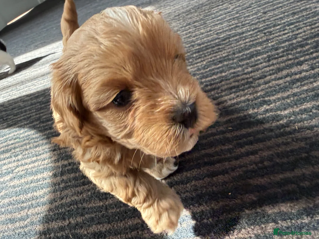 Maltipoo dogs for sale: 🐾💕 ADORABLE MALTIPOO  **   💕🐾 - Advert 35