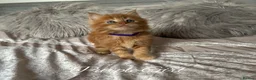 Maine Coon cats for sale: GCCF Registered Maine Coon Kittens - Advert 5