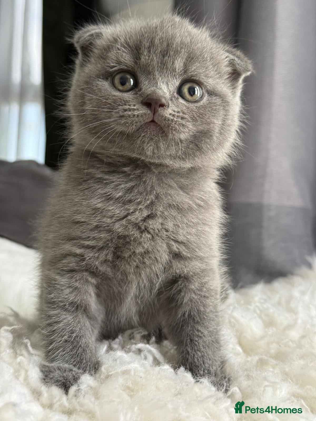 Scottish Fold cats 3 Scottish Fold Kittens  - Advert 2