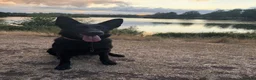 German Shepherd dogs for sale: German shepherd pups  in Redditch - Advert 29